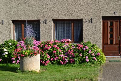 Maisons fleuries du village Volmerange-Les-Boulay